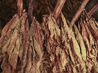 Tobacco leaves hang to  dry in a  barn in Vinales, Cuba on May 7, 2015. Vinales is a lush valley in Pinar del Rio province of Cuba. A UNESCO...