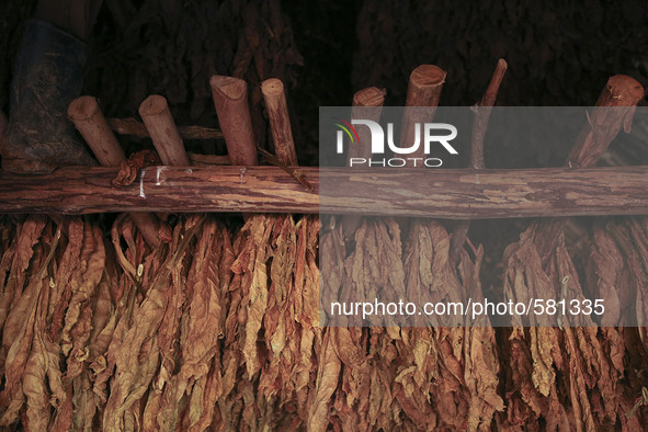 Tobacco leaves hang to  dry in a  barn in Vinales, Cuba on May 7, 2015. Vinales is a lush valley in Pinar del Rio province of Cuba. A UNESCO...