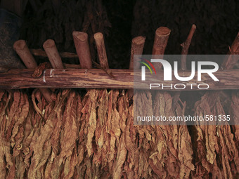 Tobacco leaves hang to  dry in a  barn in Vinales, Cuba on May 7, 2015. Vinales is a lush valley in Pinar del Rio province of Cuba. A UNESCO...