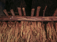 Tobacco leaves hang to  dry in a  barn in Vinales, Cuba on May 7, 2015. Vinales is a lush valley in Pinar del Rio province of Cuba. A UNESCO...