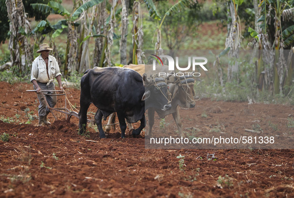 A farmer plows his field in Vinales, Cuba on May 7, 2015. Vinales is a lush valley in Pinar del Rio province of Cuba. A UNESCO World Heritag...