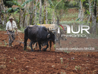 A farmer plows his field in Vinales, Cuba on May 7, 2015. Vinales is a lush valley in Pinar del Rio province of Cuba. A UNESCO World Heritag...