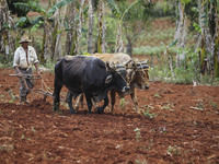 A farmer plows his field in Vinales, Cuba on May 7, 2015. Vinales is a lush valley in Pinar del Rio province of Cuba. A UNESCO World Heritag...