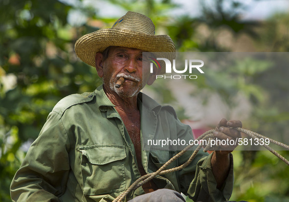 A farmer guides an ox cart in Vinales , Cuba on May 7, 2015. Vinales is a lush valley in Pinar del Rio province of Cuba. A UNESCO World Heri...