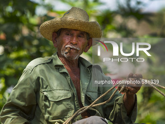 A farmer guides an ox cart in Vinales , Cuba on May 7, 2015. Vinales is a lush valley in Pinar del Rio province of Cuba. A UNESCO World Heri...