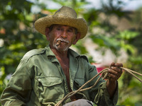 A farmer guides an ox cart in Vinales , Cuba on May 7, 2015. Vinales is a lush valley in Pinar del Rio province of Cuba. A UNESCO World Heri...