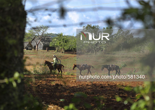 A guide leads horses in Vinales, Cuba on May 7, 2015. Vinales is a lush valley in Pinar del Rio province of Cuba. A UNESCO World Heritage Si...