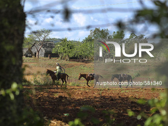 A guide leads horses in Vinales, Cuba on May 7, 2015. Vinales is a lush valley in Pinar del Rio province of Cuba. A UNESCO World Heritage Si...