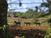 A guide leads horses in Vinales, Cuba on May 7, 2015. Vinales is a lush valley in Pinar del Rio province of Cuba. A UNESCO World Heritage Si...