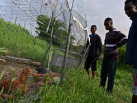 The Gordons are looking at their Bulgarian farm of hens on May 12, 2015 (