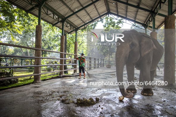 An Elephant caretaker cleaning the elephant feces at the Elephant place at the zoo. During pandemic covid19 Zoo Animal Garden at South Jakar...