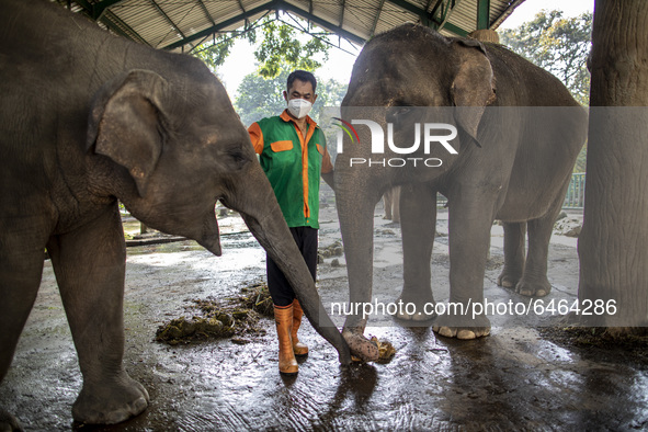 Mr. JUNAEDI care taker of the elephant at the zoo posed for a picture. During pandemic covid19 Zoo Animal Garden at South Jakarta close down...