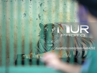 RIDO care taker of sumateran tiger say hello to one of his tiger. During pandemic covid19 Zoo Animal Garden at South Jakarta close down to p...