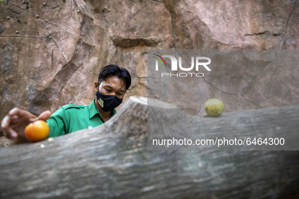 An officer of Orang Utan cage at the zoo put food inside orang utan cage. During pandemic covid19 Zoo Animal Garden at South Jakarta close d...