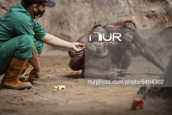 An officer giving food to orang utan babies at the zoo. During pandemic covid19 Zoo Animal Garden at South Jakarta close down to public, act...