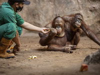 An officer giving food to orang utan babies at the zoo. During pandemic covid19 Zoo Animal Garden at South Jakarta close down to public, act...