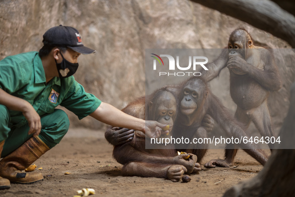 An officer giving food to orang utan babies at the zoo. During pandemic covid19 Zoo Animal Garden at South Jakarta close down to public, act...