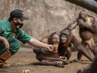 An officer giving food to orang utan babies at the zoo. During pandemic covid19 Zoo Animal Garden at South Jakarta close down to public, act...
