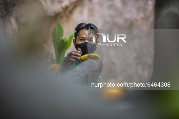 An officer of Orang Utan cage at the zoo put breakfast food inside orang utan cage.  During pandemic covid19 Zoo Animal Garden at South Jaka...