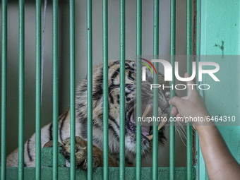 A Sumateran Tiger officer playing with the tiger at the zoo. During pandemic covid19 Zoo Animal Garden at South Jakarta close down to public...