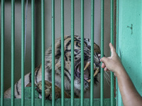 A Sumateran Tiger officer playing with the tiger at the zoo. During pandemic covid19 Zoo Animal Garden at South Jakarta close down to public...