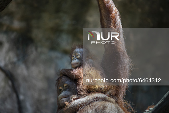 Mum and Baby Orang Utan playing after breakfast. During pandemic covid19 Zoo Animal Garden at South Jakarta close down to public, activity t...