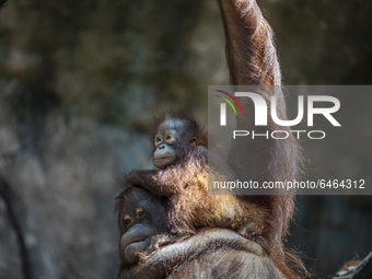 Mum and Baby Orang Utan playing after breakfast. During pandemic covid19 Zoo Animal Garden at South Jakarta close down to public, activity t...