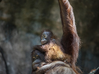 Mum and Baby Orang Utan playing after breakfast. During pandemic covid19 Zoo Animal Garden at South Jakarta close down to public, activity t...