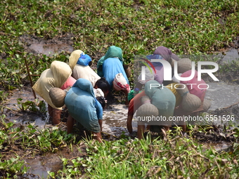 Women from the Tiwa Tribe catch fish in a lake at a village in Morigaon District of Assam on March 22, 2021 (