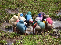 Women from the Tiwa Tribe catch fish in a lake at a village in Morigaon District of Assam on March 22, 2021 (