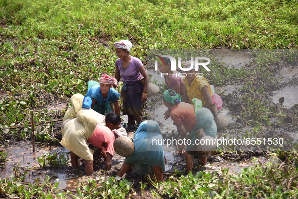 Women from the Tiwa Tribe catch fish in a lake at a village in Morigaon District of Assam on March 22, 2021 