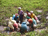 Women from the Tiwa Tribe catch fish in a lake at a village in Morigaon District of Assam on March 22, 2021 (