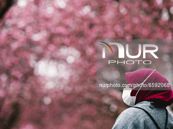 a woman with pink head scarf is seen under the cherry blossoms in Bonn, Germany on April 04, 2021 (