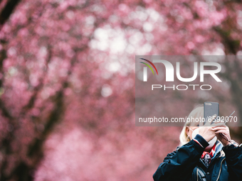 a woman takes pictures under the cherry blossoms trees in historical district in Bonn, Germany on April 04, 2021 (