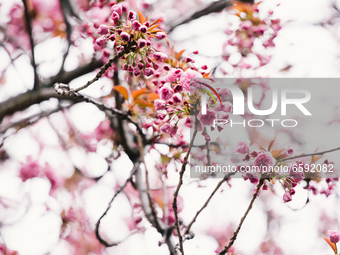 early cherry blossoms are seen in the historic district in Bonn, Germany on April 4, 2021 (