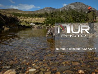 Father Krzysztof Sikora walks his dog 'Rambo' near Barnanoraun townland, along the Owenglin River.

Geographically, Roundstone parish is con...