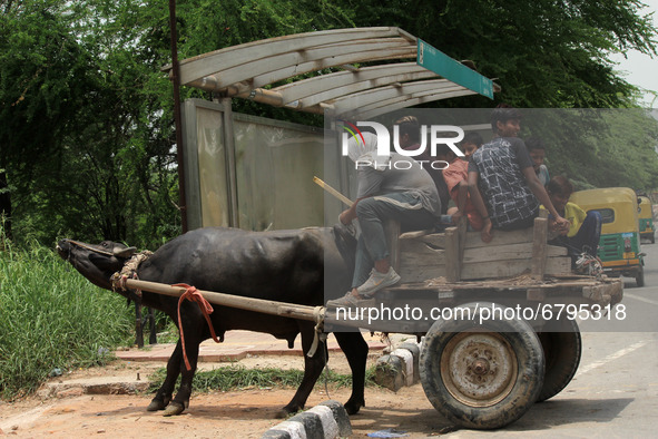 Children working in an informal sector ride a bullock cart as they return from their site after day's shift, ahead of the World Day Against...