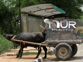 Children working in an informal sector ride a bullock cart as they return from their site after day's shift, ahead of the World Day Against...