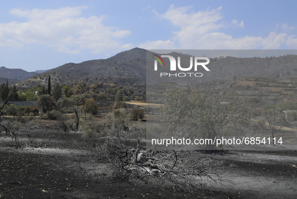 View of a burnt tree in a garden near the village of Eptagonia. Cyprus, Monday 5 July 2021. The wildfires that have been raging since 03 Jul...