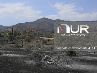 View of a burnt tree in a garden near the village of Eptagonia. Cyprus, Monday 5 July 2021. The wildfires that have been raging since 03 Jul...