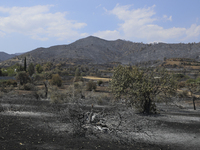 View of a burnt tree in a garden near the village of Eptagonia. Cyprus, Monday 5 July 2021. The wildfires that have been raging since 03 Jul...