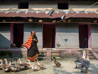 A woman moves her ducks from the premises to another place for feeding in Chapainawabganj, Bangladesh, October 9, 2021. (