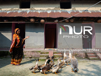 A woman moves her ducks from the premises to another place for feeding in Chapainawabganj, Bangladesh, on October 9, 2021. (