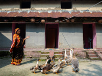 A woman moves her ducks from the premises to another place for feeding in Chapainawabganj, Bangladesh, on October 9, 2021. (