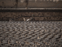 A young Afghan refugee labor pushes a cart past newly made bricks while working in a brick factory, in the Borkhar area in the west of the c...