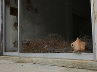 A mannequin stands in an abandoned shop building, fenced off by the Turkish military since 1974, in the abandoned coastal area of Varosha, a...