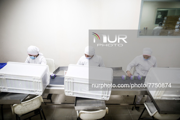 Laboratory technicians wearing full face masks and protective suits work to produce molnupiravir, the first tablet drug used to treat corona...