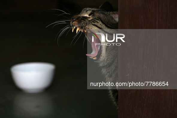 A cat yawns inside a rescue center acting as home for elderly, abandoned and rescued felines, on the occasion of 'World Cat Day', at the Fri...