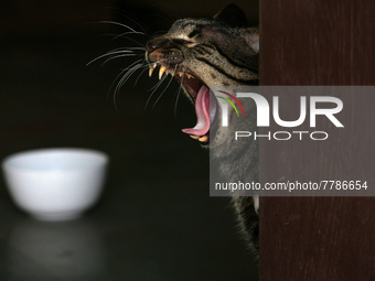 A cat yawns inside a rescue center acting as home for elderly, abandoned and rescued felines, on the occasion of 'World Cat Day', at the Fri...