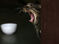 A cat yawns inside a rescue center acting as home for elderly, abandoned and rescued felines, on the occasion of 'World Cat Day', at the Fri...